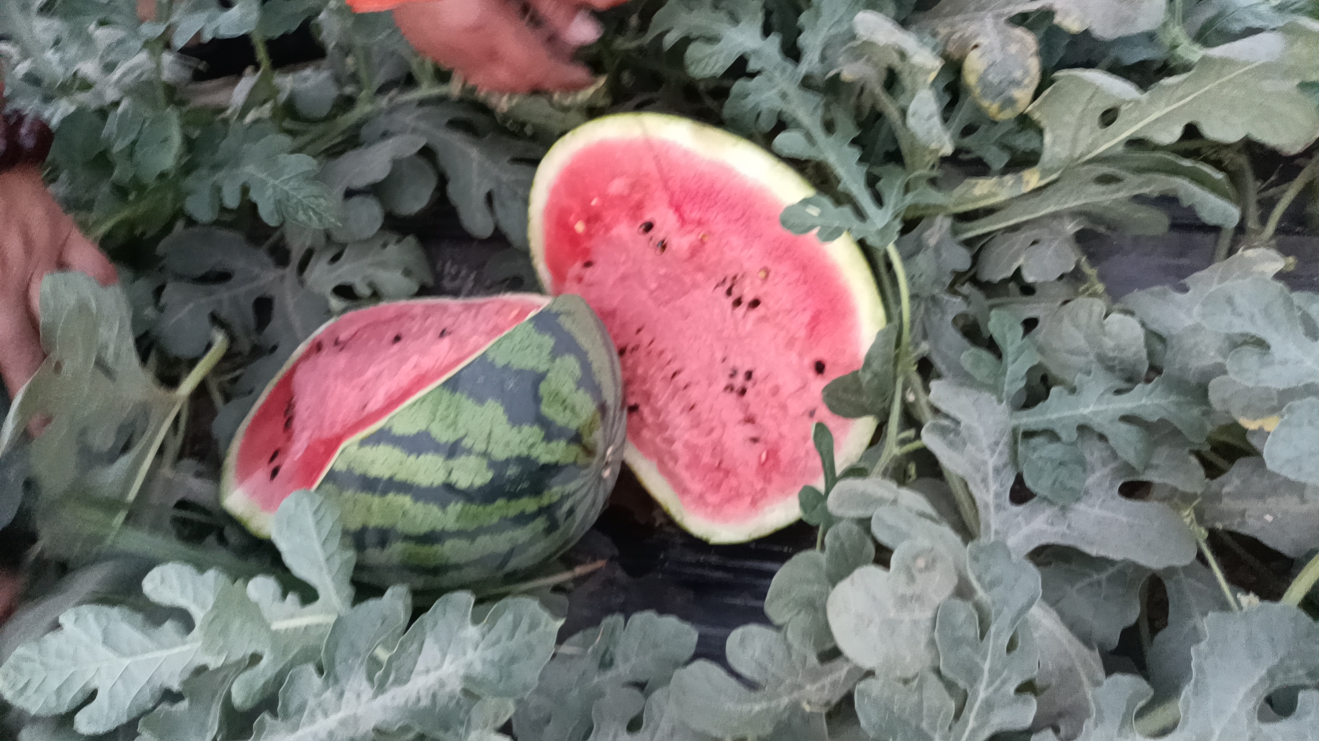 两个并列摆放的西瓜切面,左侧为无籽西瓜,果肉红色均匀,几乎看不到黑色成熟种子,仅有少量白色瘪籽;右侧为有籽西瓜,果肉中分布大量黑色成熟种子,大小不一,部分种子已发芽。背景为木质砧板,上方标注‘无籽 vs 有籽’字样 无籽西瓜与有籽西瓜切面对比图