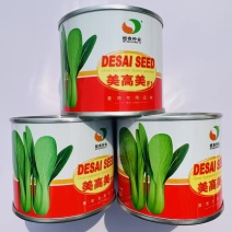 美高美青梗菜种子高产耐热耐寒青梗菜种籽四季小油菜籽种蔬菜