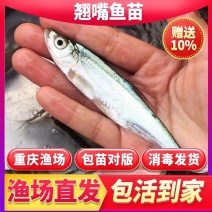 重庆精品翘嘴鱼苗
