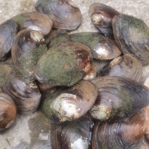 3至8两河蚌