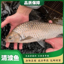 精品青波鱼大量供货价格优惠鱼场直发欢迎来电洽谈