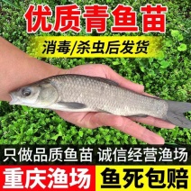精品青鱼苗消毒发货包成活率欢迎来电对接全国养殖户