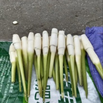 茭白笋全国发货价格不高量大议价欢迎电话联系