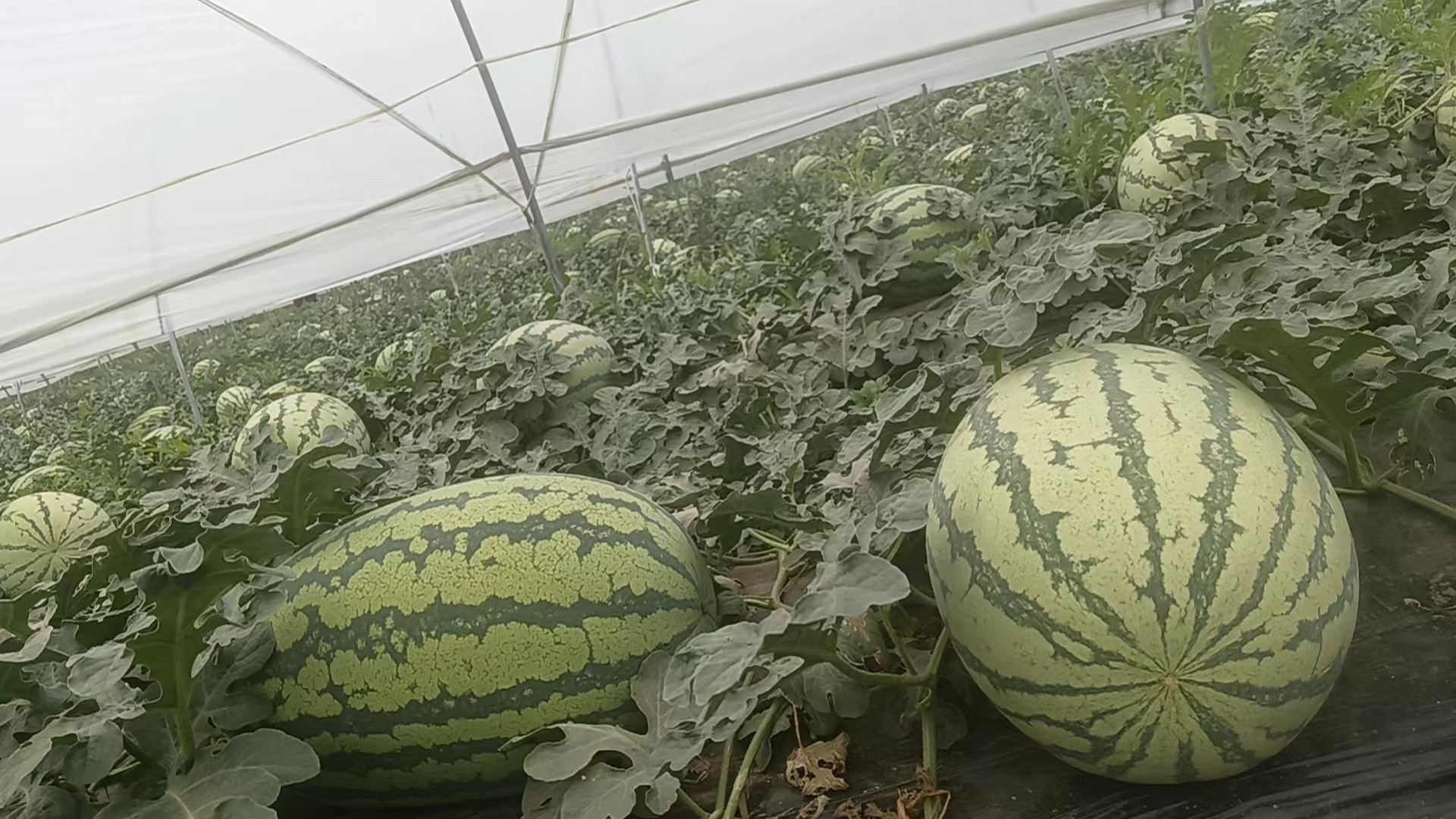 不同品种甜王西瓜对比图