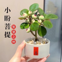 小盼菩提树菩提带果盆栽禅意桌面绿植好养室内植物办公室花卉盆景
