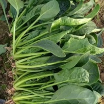 圆叶菠菜20-30厘米