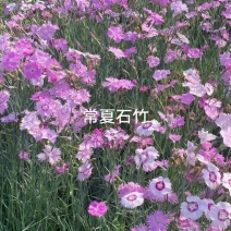 超美石竹常夏竹种子耐寒耐旱器四季常青庭院绿化