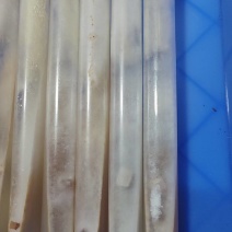 榆黄菇母种！斜面PDA培养基！18mmX180mm规格！