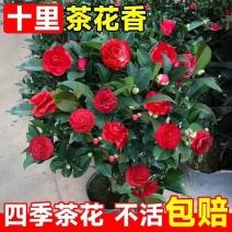 盆栽重瓣大花老树桩耐寒好养浓香型正宗四季茶花当年六角大红茶花