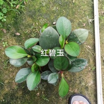 红碧玉140杯