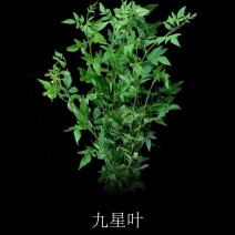 九星叶袋苗可用于园林工程绿化全国各地可发货