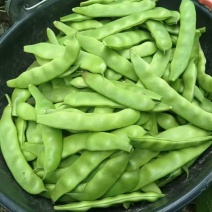 大棚绿油豆大量上市对接商超批发市场视频看货