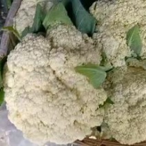 湖北天门青梗白面松花菜产地一手货源批发品质保证价格便宜发全国