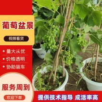 葡萄苗大量有货基地直供品质优可视频看货