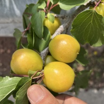 油杏6元每斤
