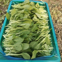鸡毛菜；：：：：：：：
