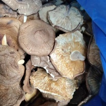 香菇23一斤