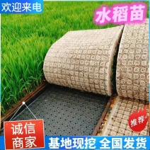 水稻苗沈稻8号产地现挖现发辽宁省灯塔市振春种植农场