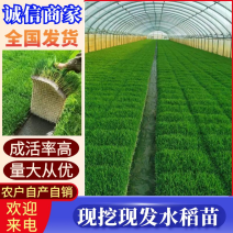 水稻苗/一盘2500株/现挖现发/成活率高产量高根系发达