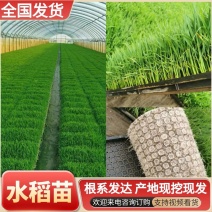 水稻苗&沈稻8号/基地现挖/根系发达成活率高产量高
