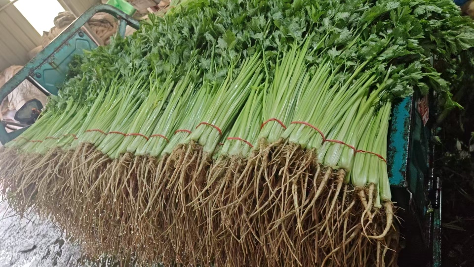 成品香芹猪肉饺子摆盘图：20枚月牙形饺子整齐码放于青釉瓷盘中，饺子皮透出淡淡粉红肉色与点点翠绿香芹末，表面泛润泽油光，背景虚化为中式灶台与竹蒸笼，蒸汽氤氲