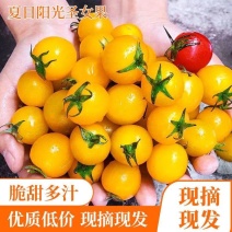 迷恋小番茄脆甜多汁品质保证大量供应视频看货
