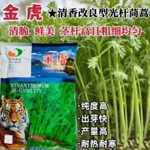 美味茼蒿菜种子金虎金尊清香光杆茼蒿种子皇帝菜种籽耐热耐寒