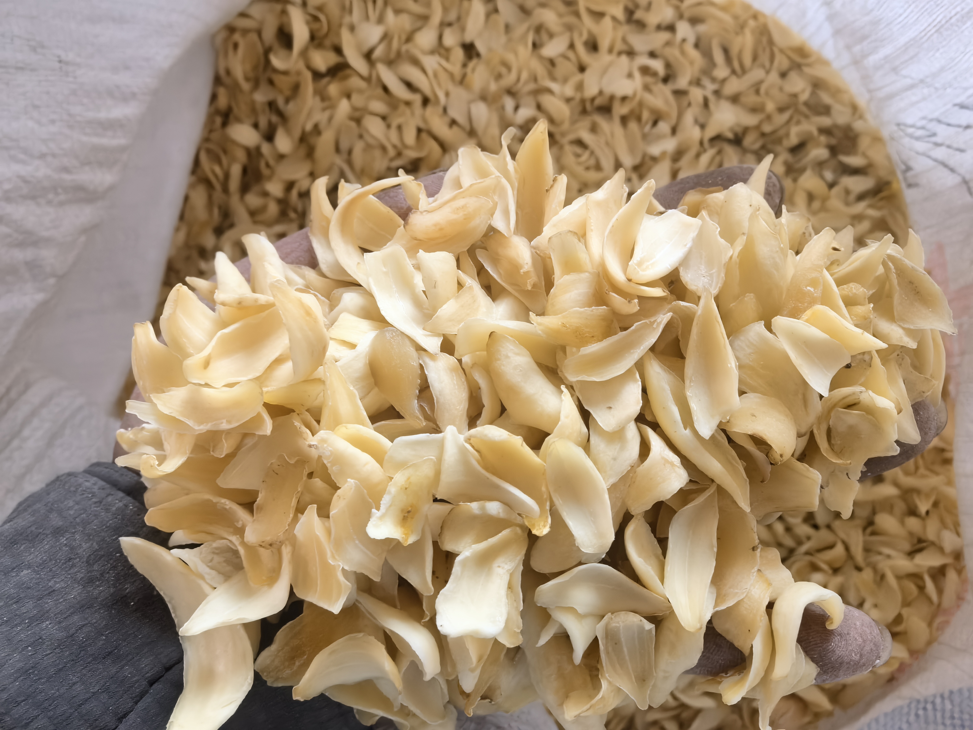特写镜头:女性双手进行百合花药清理操作,突出指尖轻柔力度与专注神情,传递‘以细致守护珍视之物’的百合情感哲学 手部特写:一双纤细女性的手正用银色镊子小心摘除百合花蕊上的橙色花药,背景虚化中可见另一束盛开的粉色索邦百合