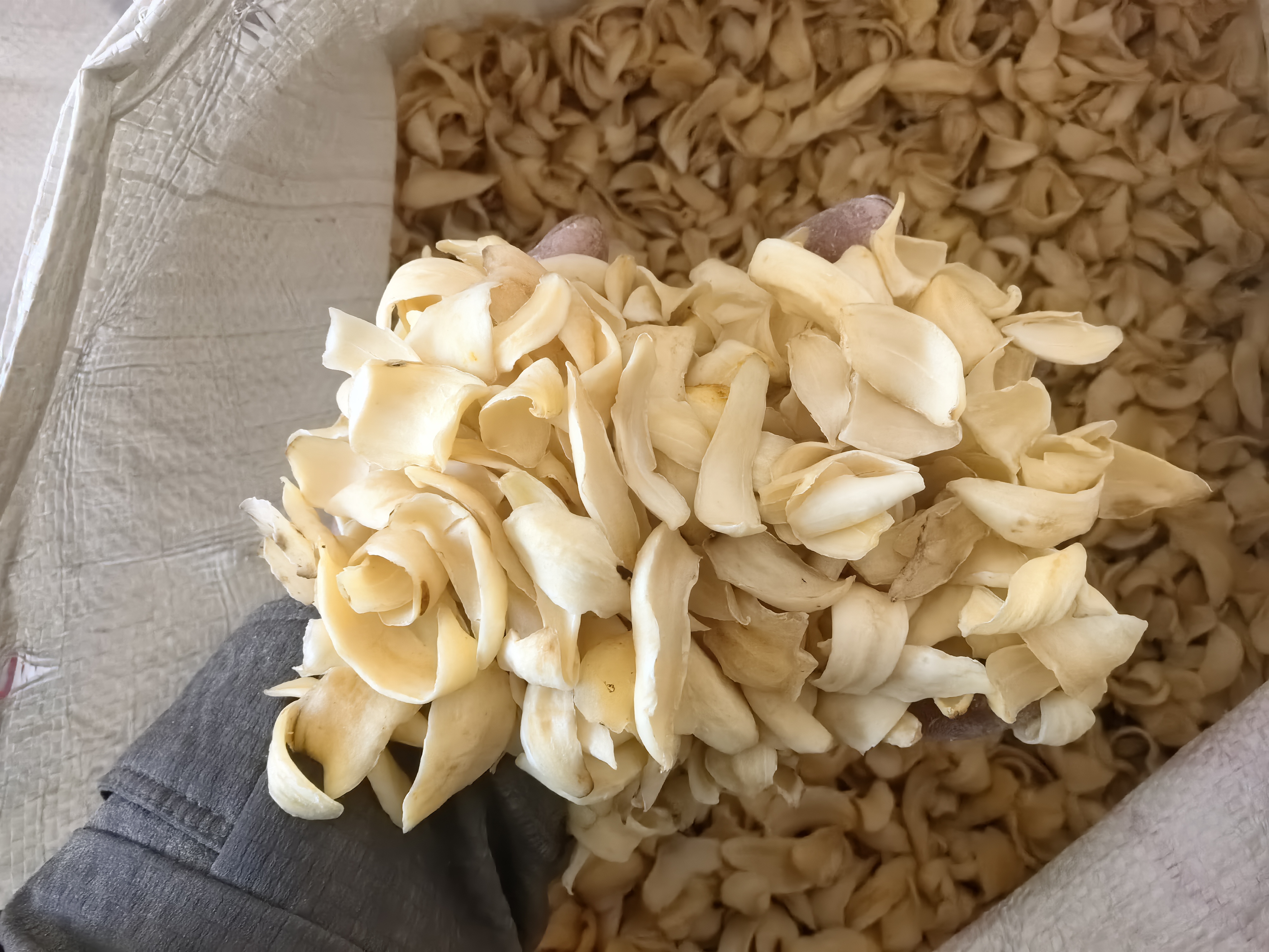 高清微距摄影:展示百合茎秆斜切面纹理、清水浸泡状态及去杂后的洁净基部,强调操作细节与环境整洁感 百合醒花操作特写:新鲜百合枝条斜剪茎基,浸没于清澈深水中,背景为木质托盘与白棉布,水面上漂浮两片嫩绿百合叶