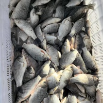 大量鲫鱼