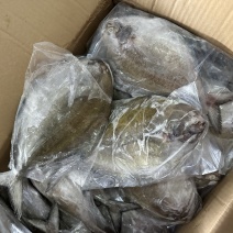 黑鲳青背黑鲳300/500。200/300