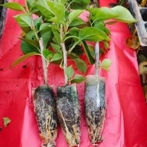 云南三角梅杯苗四季开花绿植盆栽好养活阳台庭院爬藤重瓣垂丝