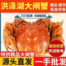 【推荐】现货江苏大闸蟹青壳白底全国供应，大量有货，规格全