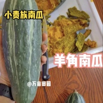 绿色小贵族南瓜橄榄蜜南瓜粉糯香甜全年供应全国发货