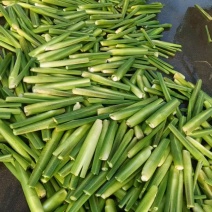 本地美人茭大量上市