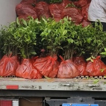 广东茶叶苗、汕尾茶苗、江门茶苗、佛山茶苗、河源茶叶苗