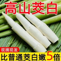 【现货速发】早上采摘浙江新鲜茭白时令蔬菜农家种植高笋茭儿