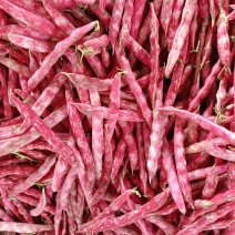 云南精品地花豆产地直发品质保证量大从优一手货源
