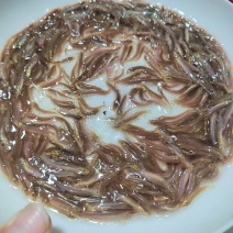 泥鳅苗/台湾泥鳅苗/杂交泥鳅苗/回收/包技术/苗场供货