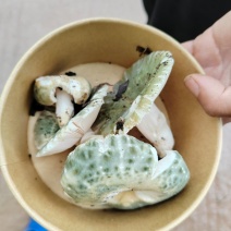 野生菌