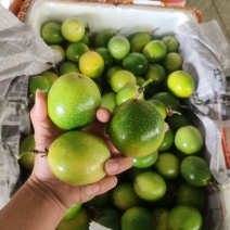 钦蜜9号百香果产地一手货源规格齐全对接电商市场团购等
