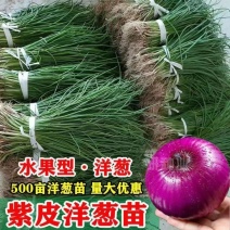 优质洋葱苗专业育苗基地直发