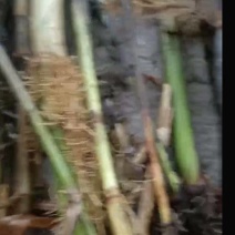芦苇苗