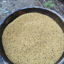 黄菜籽通货。有5吨