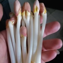 辽宁铁岭花生芽，以品质论价格，以诚信为本周边供货