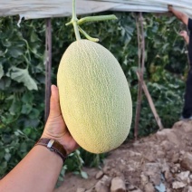 新疆晓蜜25号哈密瓜甘甜多汁可对接各大市场电商平台