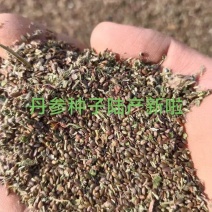 丹参种子，血参种子