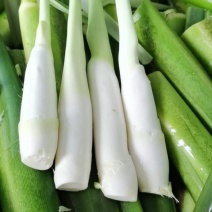茭白，美人茭白产地一手货源量大价优全国发货欢迎电话联系