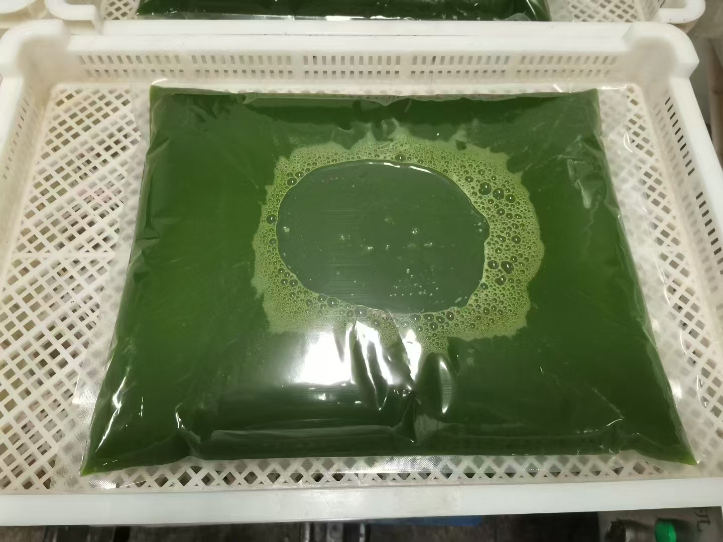一组三个蓝色塑料发酵桶整齐排列在农场角落,桶身贴有标签‘羽衣甘蓝发酵料 第1批’,桶口密封良好,旁边放置温度计和记录本,显示当前内部温度为32℃ 羽衣甘蓝青贮发酵桶