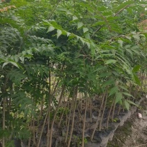 黄连木杯苗